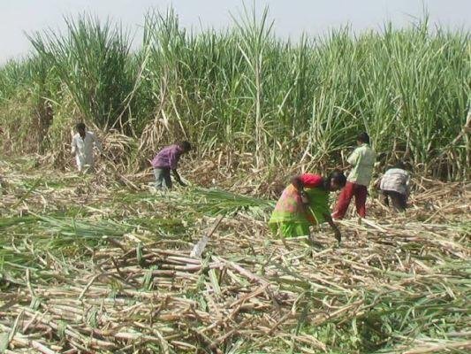 एफडीएच्या छापेमारीमुळे परप्रांतीय चालक धास्तावले; या तालुक्यातील ४०० गुऱ्हाळ घरे बंद