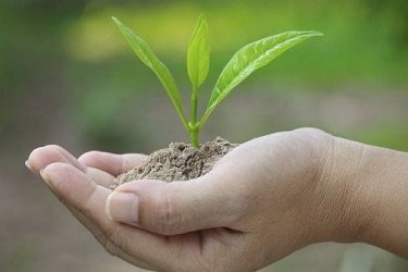 organic-farming