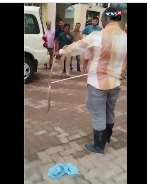 मातोश्रीमध्ये 4 फूट लांब विषारी नाग शिरला; उद्धव ठाकरेंसमोर रेस्क्यू ऑपरेशन