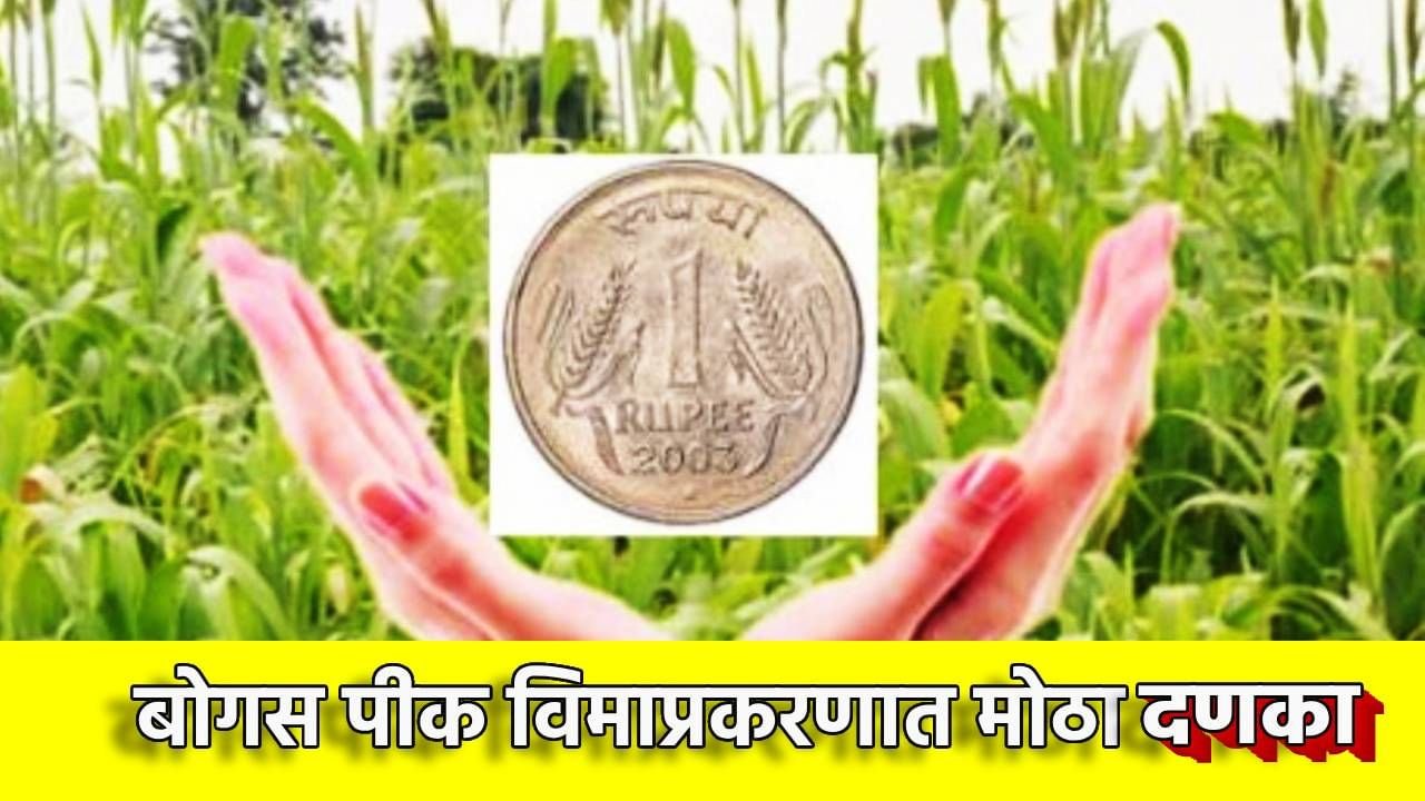 बोगस पीक विमा रद्द, 5172 शेतकर्यांवर ठपका कृषी विभागाची धडक कारवाई