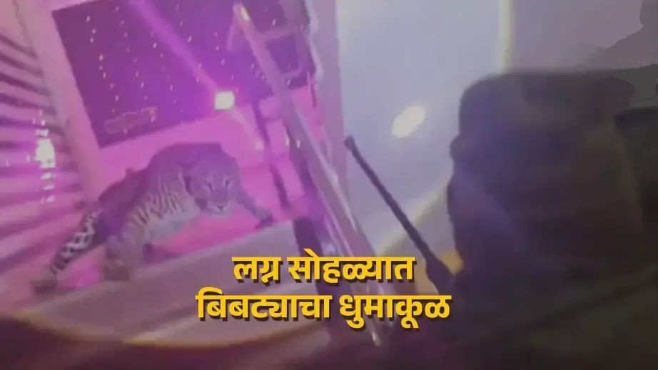 लग्नात घुसला बिबट्या, रेस्क्यु पथकाची रायफल तोंडाने ओढून पोलिसावर झडप; पाहुण्यानं छतावरून उडी मारली