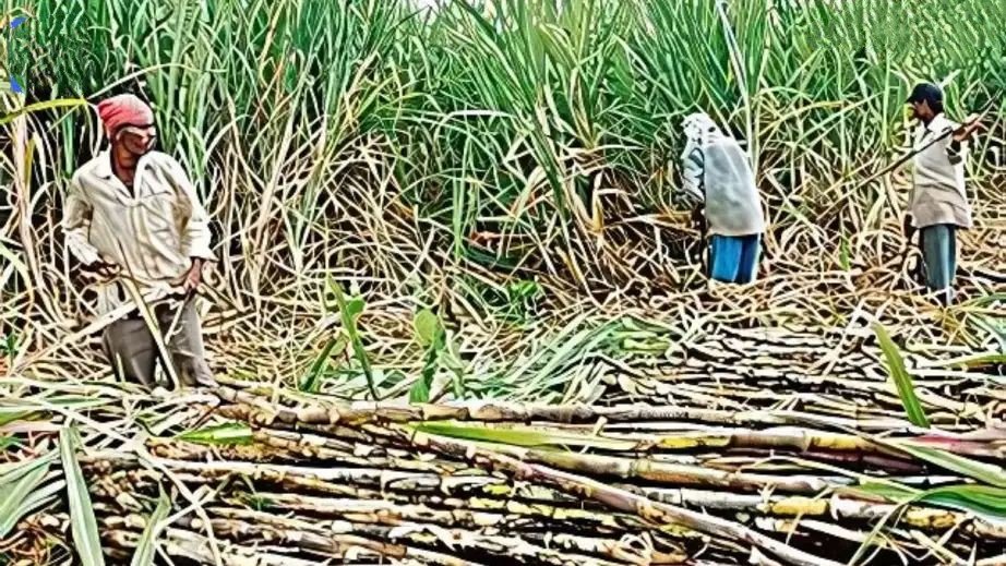 देशात साखर उत्पादन १७ टक्क्यांनी घट; अनियमित हवामान, उसावर फुलोरा रोगाचा प्रादुर्भाव महाराष्ट्राची स्थिती? दरांत वाढीची शक्यता