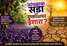 यंदा जांभळाचा सडा पडतोय म्हणजे दुष्काळ निश्चित येणार?