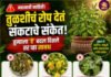 घराच्या दारातील तुळशीचं रोप देतं येणाऱ्या संकटाचे संकेत, तुम्हाला ‘हे’ बदल दिसले तर वेळीच व्हा सावध